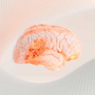 a close up of a human brain on a white surface